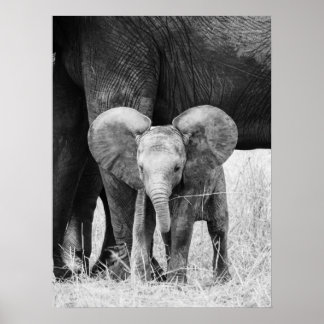 Baby Olifant Zwart en Wit Wilde Dieren Poster