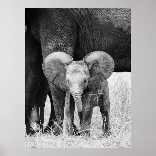 Baby Olifant Zwart en Wit Wilde Dieren Poster (Voorkant)