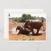 Baby olifantenwasdier briefkaart (Voorkant / Achterkant)