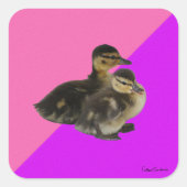 Baby op roze frambozen en Paarse sorbet Vierkante Sticker (Voorkant)