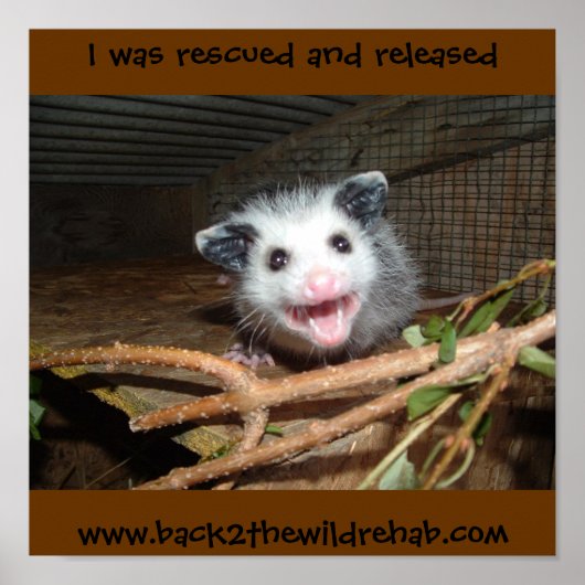 baby opossum poster (Voorkant)
