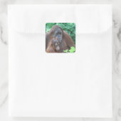 Baby orang-oetan met moeder Stickers (Tas)