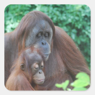 Baby orang-oetan met moeder Stickers