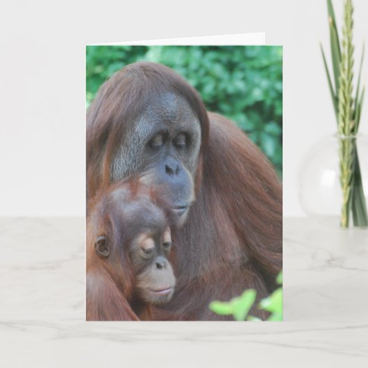 Baby orang-oetan met moeder Wenskaart Kaart (Voorkant)