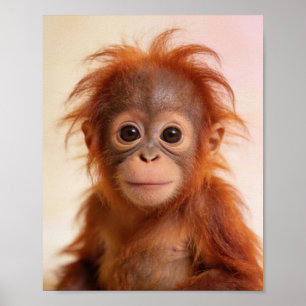 Baby Orang-oetan Portret Regenwoud Kinderkamer Kun Poster