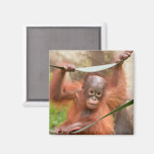 Baby Orang-oetan Verbinding Magneet (Voorkant / Achterkant)