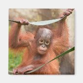 Baby Orang-oetan Verbinding Magneet (Voorkant)
