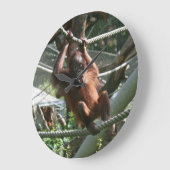 Baby Orangutan - Hang daar op Grote Klok (Hoek)