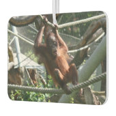 Baby Orangutan - Hang daar op Luchtverfrisser (Links)