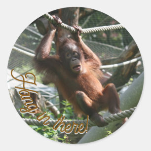 Baby Orangutan - Hang daar op Ronde Sticker