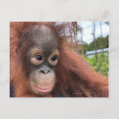 Baby Orangutan in Borneo Briefkaart (Voorkant)