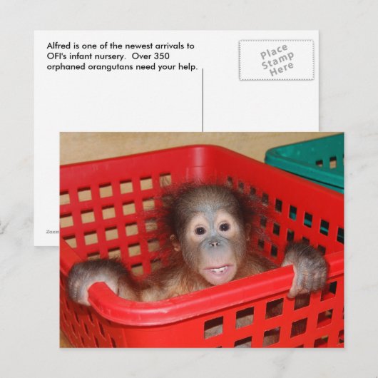 Baby Orangutan in Nursery Briefkaart (Voorkant / Achterkant)