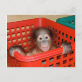 Baby Orangutan in Nursery Briefkaart (Voorkant)