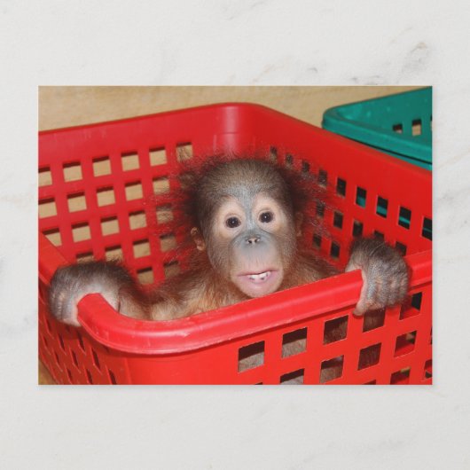 Baby Orangutan in Nursery Briefkaart (Voorkant)