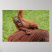 Baby Orangutan Joy Poster (Voorkant)