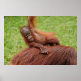 Baby Orangutan Joy Poster