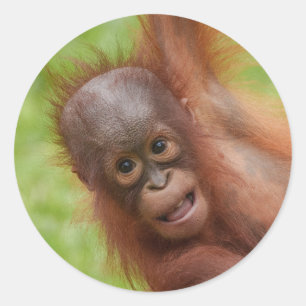 Baby Orangutan Joy Ronde Sticker