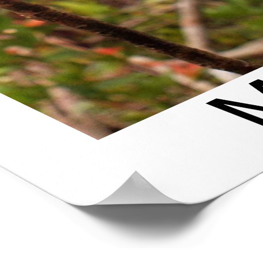 Baby Orangutan Mason Poster (Hoek)