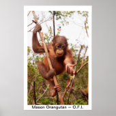 Baby Orangutan Mason Poster (Voorkant)