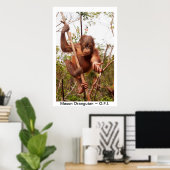 Baby Orangutan Mason Poster (Thuiskantoor)