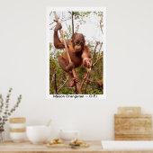 Baby Orangutan Mason Poster (Keuken)