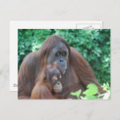 Baby Orangutan met Briefkaart (Voorkant / Achterkant)