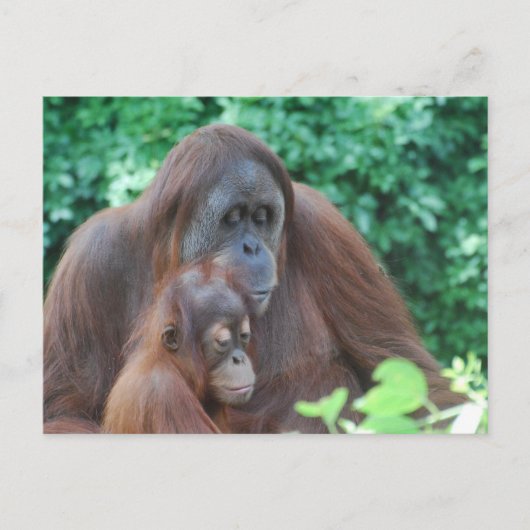 Baby Orangutan met Briefkaart (Voorkant)
