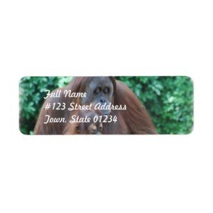 Baby Orangutan met Moeder Mailing Labels