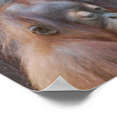 Baby Orangutan met Poster (Hoek)