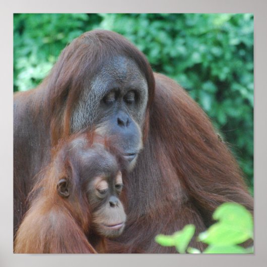 Baby Orangutan met Poster (Voorkant)