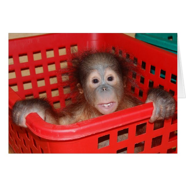 Baby Orangutan Orphan (Voorkant Horizontaal)