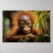 Baby Orangutan Poster (Voorkant)
