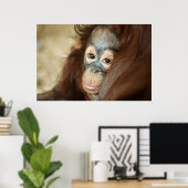 Baby Orangutan Poster (Thuiskantoor)