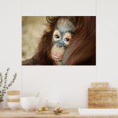 Baby Orangutan Poster (Keuken)