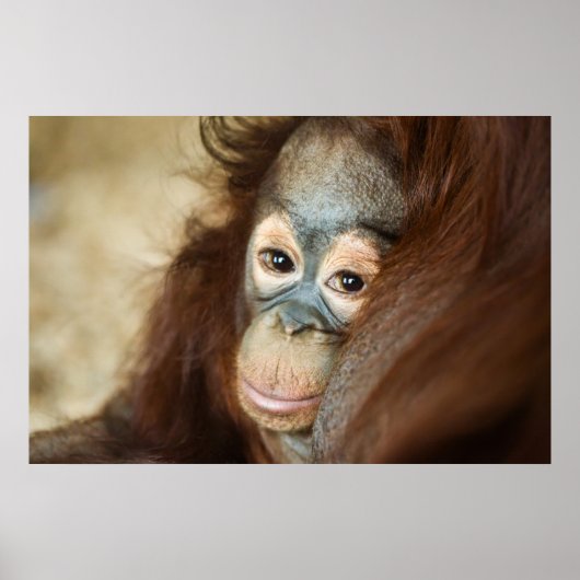 Baby Orangutan Poster (Voorkant)