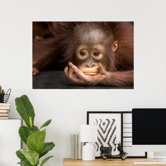 Baby Orangutan Resting on Hand Poster (Thuiskantoor)