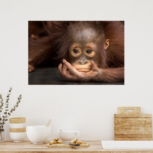 Baby Orangutan Resting on Hand Poster (Keuken)