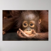 Baby Orangutan Resting on Hand Poster (Voorkant)