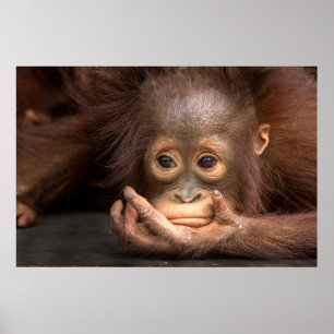 Baby Orangutan Resting on Hand Poster