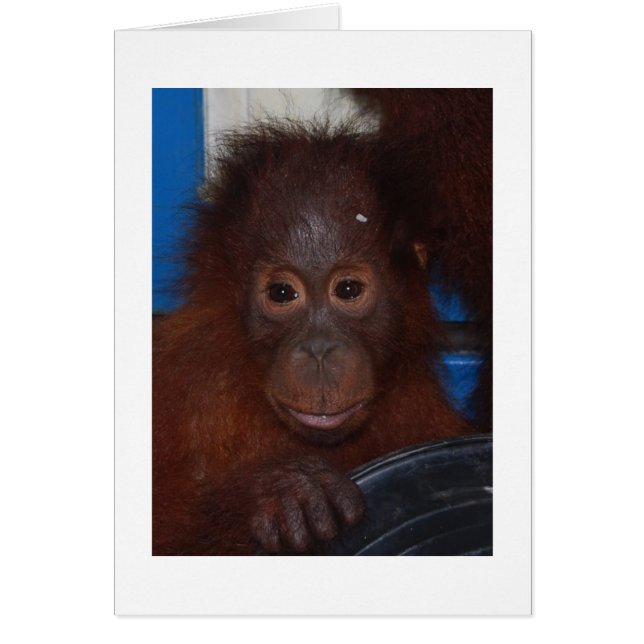 Baby Orangutan, zoon van Akmad (Voorkant)