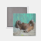 Baby orangutang rust magneet (Voorkant / Achterkant)