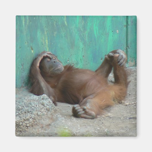 Baby orangutang rust magneet (Voorkant)