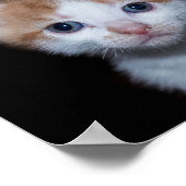 Baby oranje en witte tafel kitten poster (Hoek)
