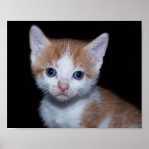 Baby oranje en witte tafel kitten poster