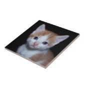Baby oranje en witte tafel kitten tegeltje (Zijkant)