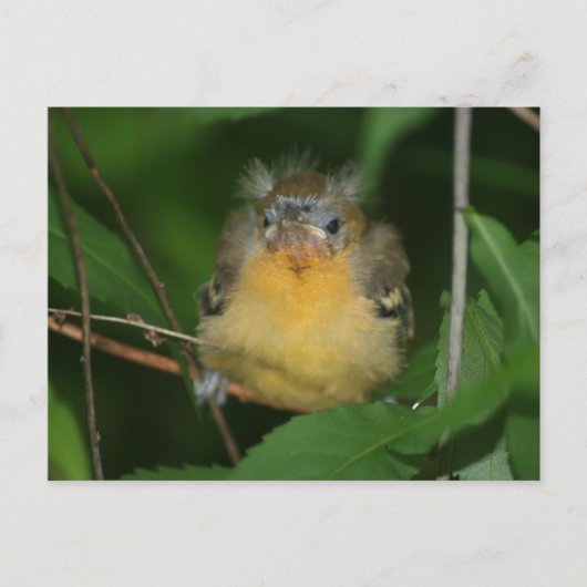 Baby Oriole Bird Natuur Briefkaart (Voorkant)