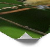 Baby Oriole Fledgling Bird Poster (Hoek)