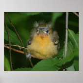 Baby Oriole Fledgling Bird Poster (Voorkant)