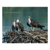 Baby Osprey Foto Afdruk (Voorkant)