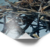 Baby Osprey Foto Afdruk (Hoek)